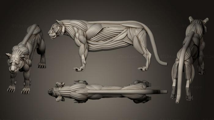 Figurines lions tigers sphinxes (Tiger ecorche, STKL_0259) 3D models for cnc